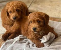 Pui Goldendoodle F1b băiat și fată, vaccinați, disponibili imediat